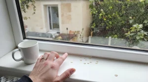 Ces 5 restes de cuisine attirent les rouges-gorges près de votre maison tout l’hiver