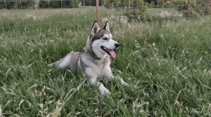Chiens tueurs de brebis : une problématique encore plus préoccupante que les attaques de loups ?