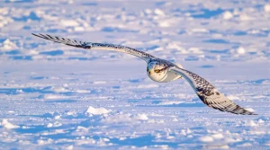 Comment les rapaces utilisent l’ultraviolet pour traquer leurs proies sous la neige, même invisibles
