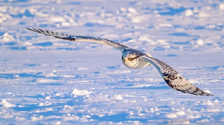 Comment les rapaces utilisent l’ultraviolet pour traquer leurs proies sous la neige, même invisibles