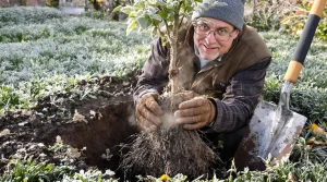 Il résiste à -15°C : le plaqueminier, cet arbre à kaki qui révolutionne les vergers dès sa première année