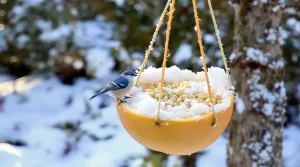 « Je l’ai posée hier, ils sont venus dès ce matin » : cette mangeoire maison à faire en 5 minutes est un vrai aimant à oiseaux