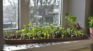 Les meilleurs potagers ont un point commun : ils démarrent maintenant avec ces actions clés