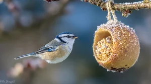 On parle souvent de nichoirs, mais rarement de cet aliment clé pour la survie des oiseaux en hiver
