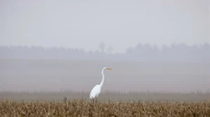 Photos. La nature dans le Doubs : la grande aigrette, un oiseau majestueux et incarnation de l'élégance