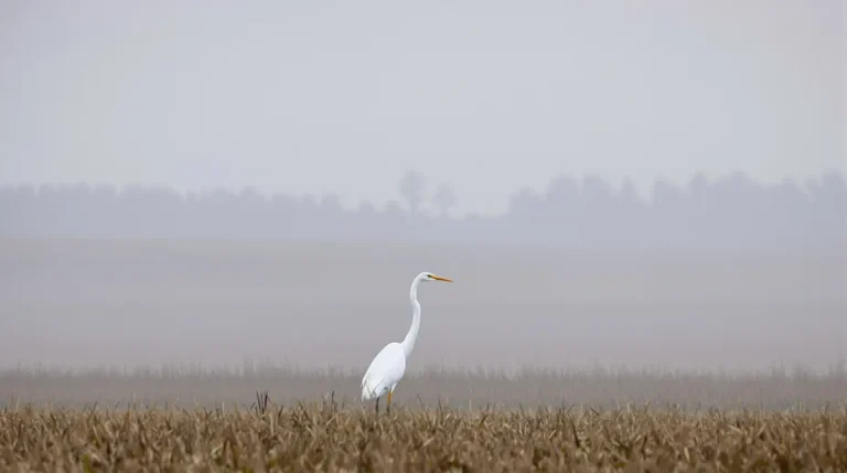 Photos. La nature dans le Doubs : la grande aigrette, un oiseau majestueux et incarnation de l'élégance