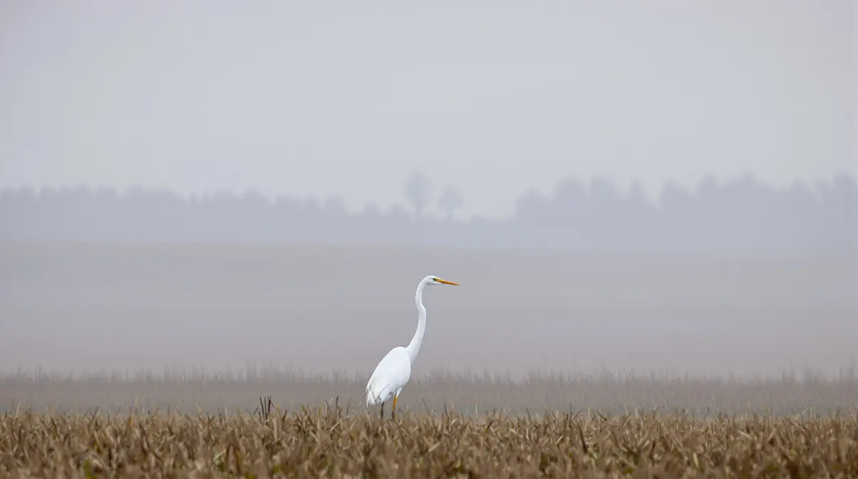 Photos. La nature dans le Doubs : la grande aigrette, un oiseau majestueux et incarnation de l'élégance Photos. La nature dans le Doubs : la grande aigrette, un oiseau majestueux et incarnation de l'élégance