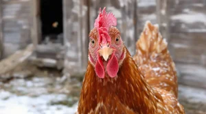 Pourquoi de plus en plus d’éleveurs installent un rideau dans leur poulailler en hiver (et ce que ça change vraiment pour la qualité de leurs œufs)