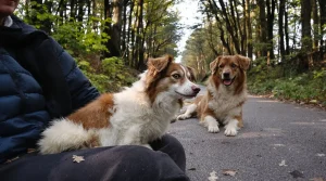 Quelle est l’espérance de vie de l’Épagneul Breton ? Combien d’années vit-il vraiment ?