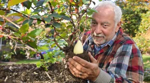 Rosiers : pour un printemps sans pucerons, appliquez dès février cette barrière naturelle