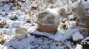 Rouges-gorges : ces deux aliments tout simples au jardin cet hiver les font revenir encore et encore chez vous